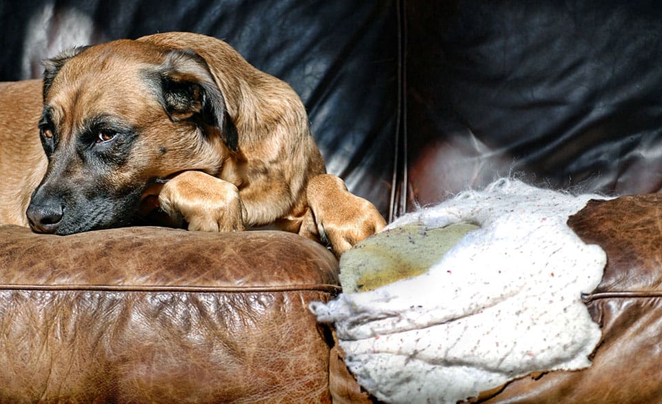 Protecting Leather